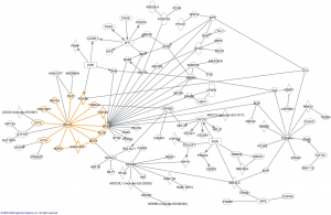 By Hennah, Porteous - [The DISC1 Pathway Modulates Expression of Neurodevelopmental, Synaptogenic and Sensory Perception Genes http://www.plosone.org/article/info%3Adoi%2F10.1371%2Fjournal.pone.0004906], CC BY 2.5, https://commons.wikimedia.org/w/index.php?curid=7681986